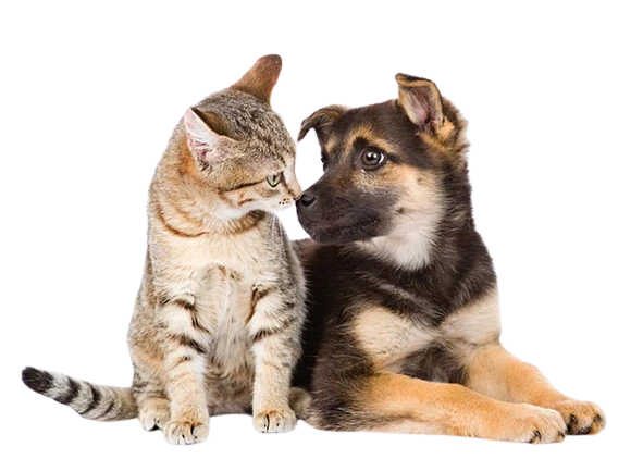 foto de gato e cachorro